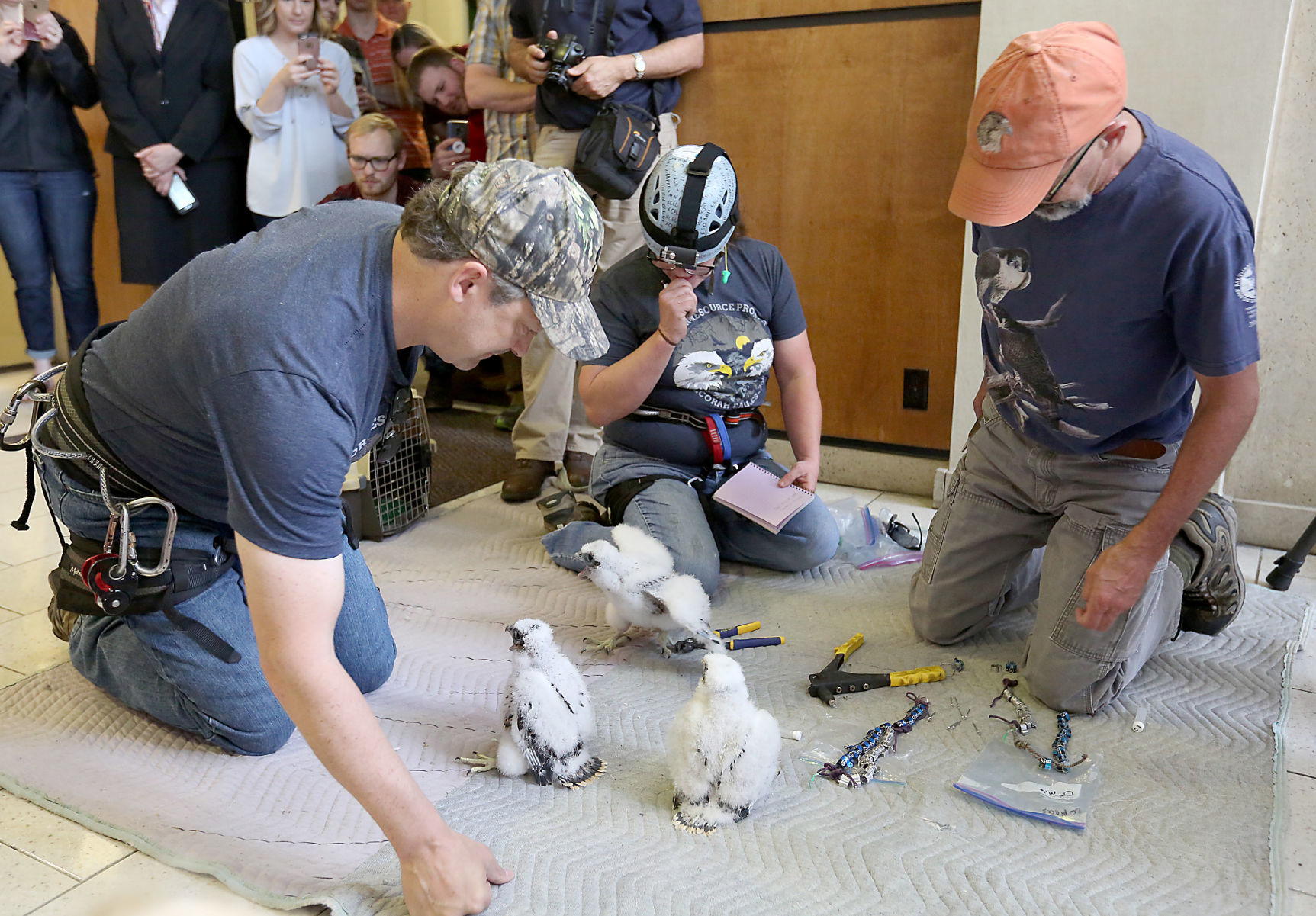 Banding of peregrine falcons at US Bank building in La Crosse